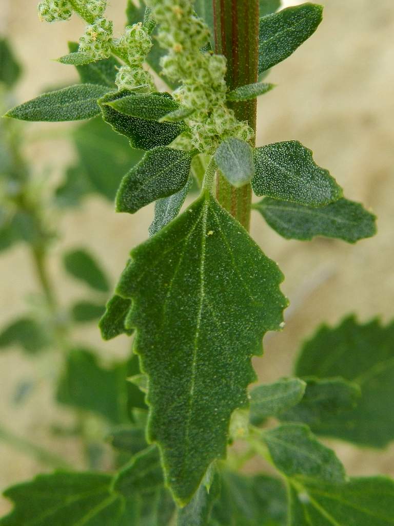 Chenopodium album / Farinello comune